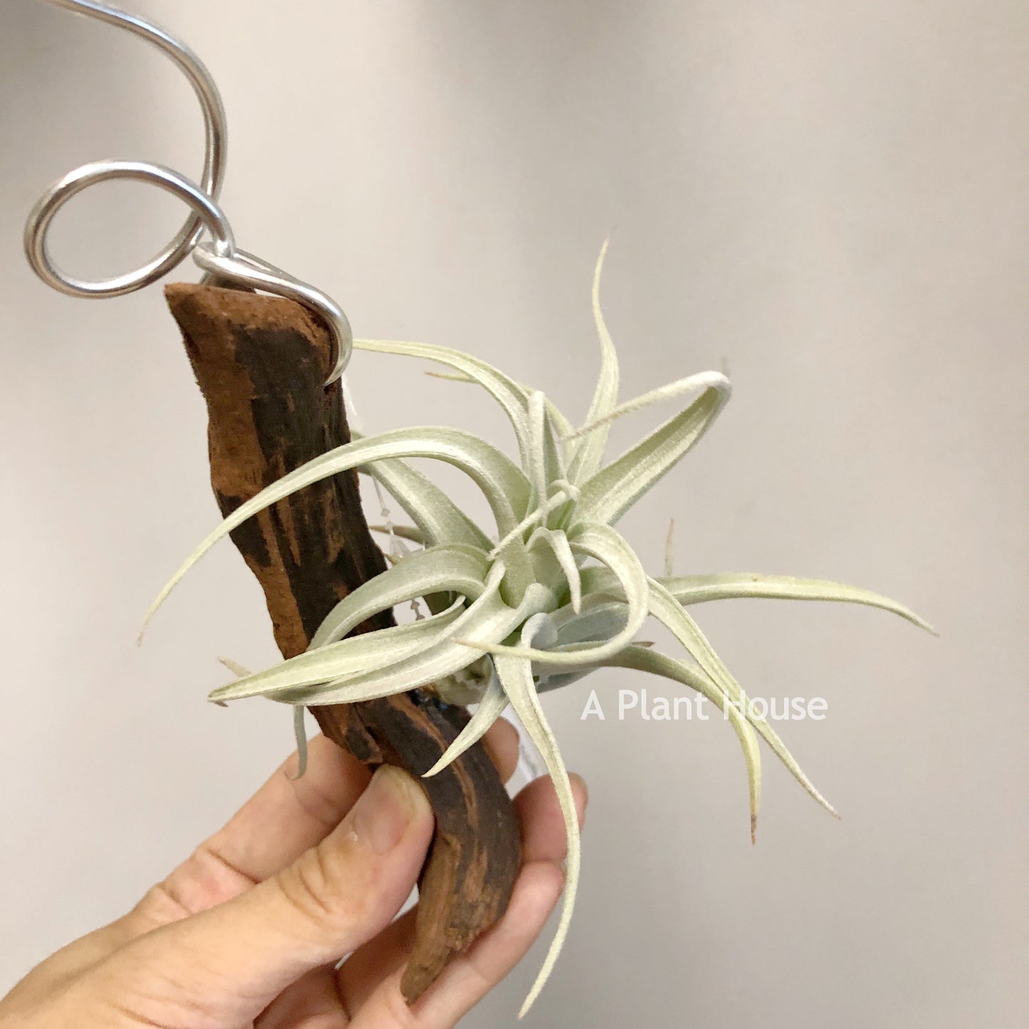 Tillandsia Recuruifolia V. Subsecundifolia ‘Blood Orange’