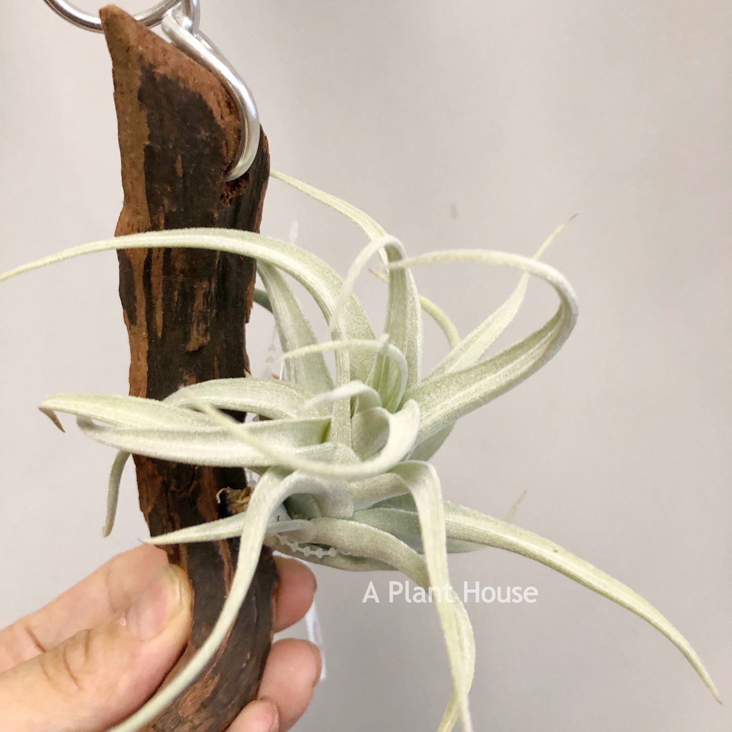 Tillandsia Recuruifolia V. Subsecundifolia ‘Blood Orange’