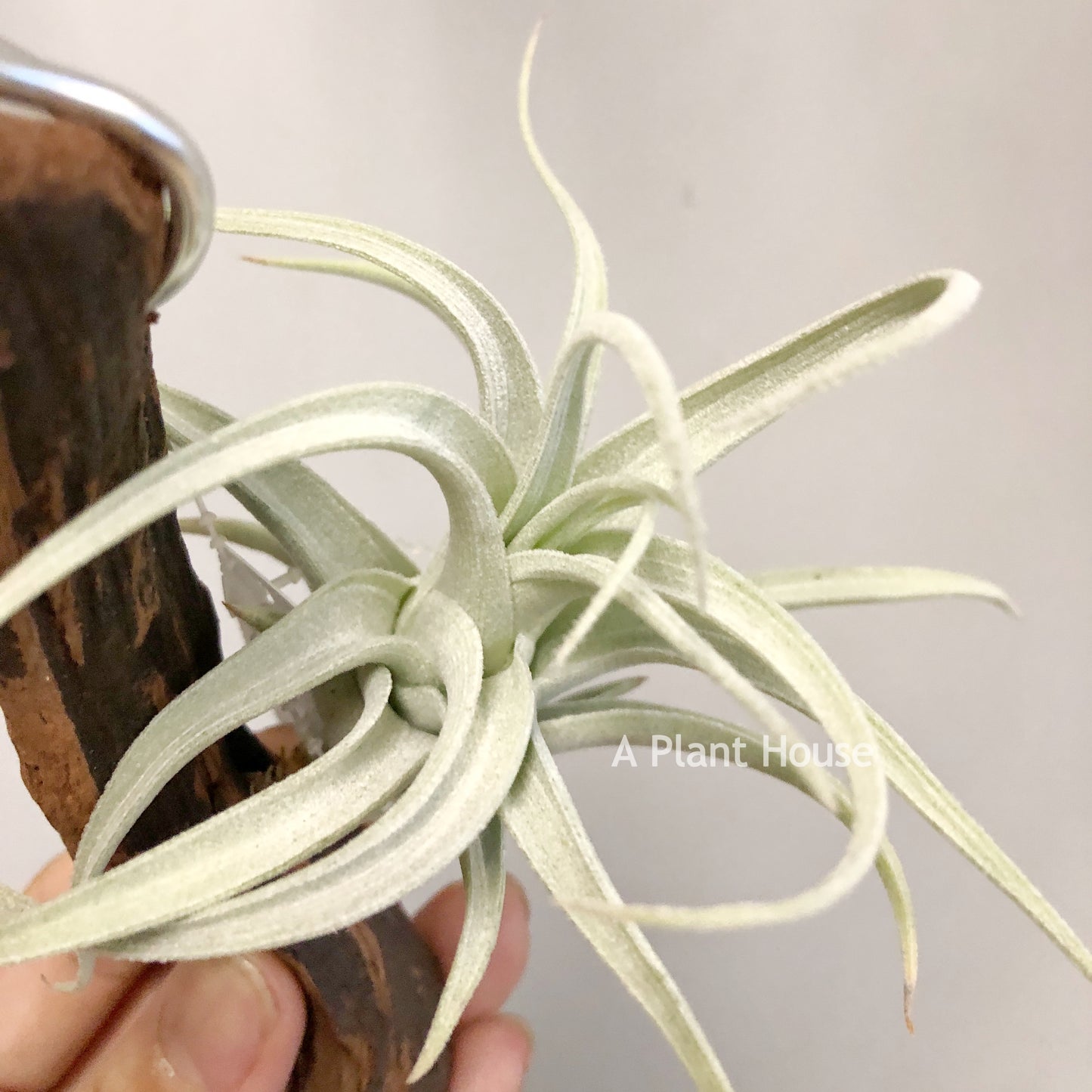 Tillandsia Recuruifolia V. Subsecundifolia ‘Blood Orange’