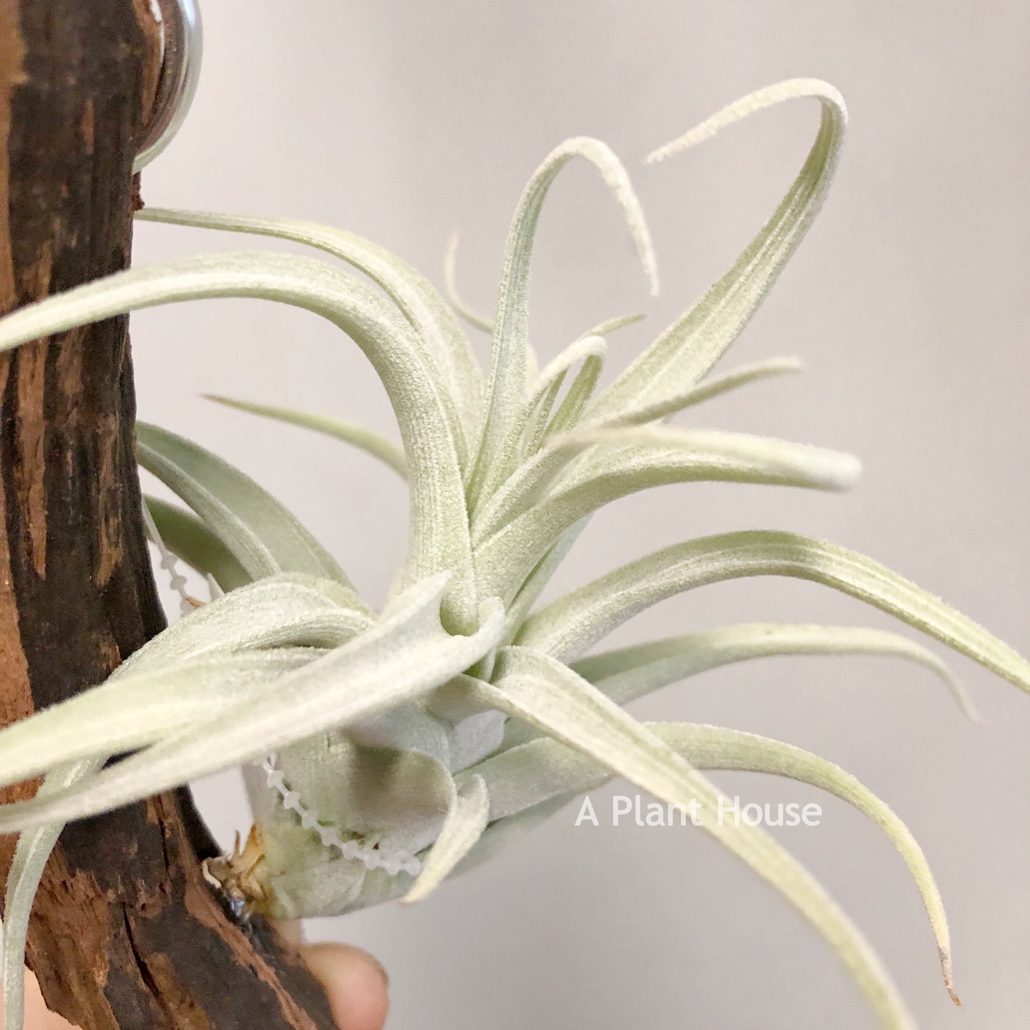 Tillandsia Recuruifolia V. Subsecundifolia ‘Blood Orange’