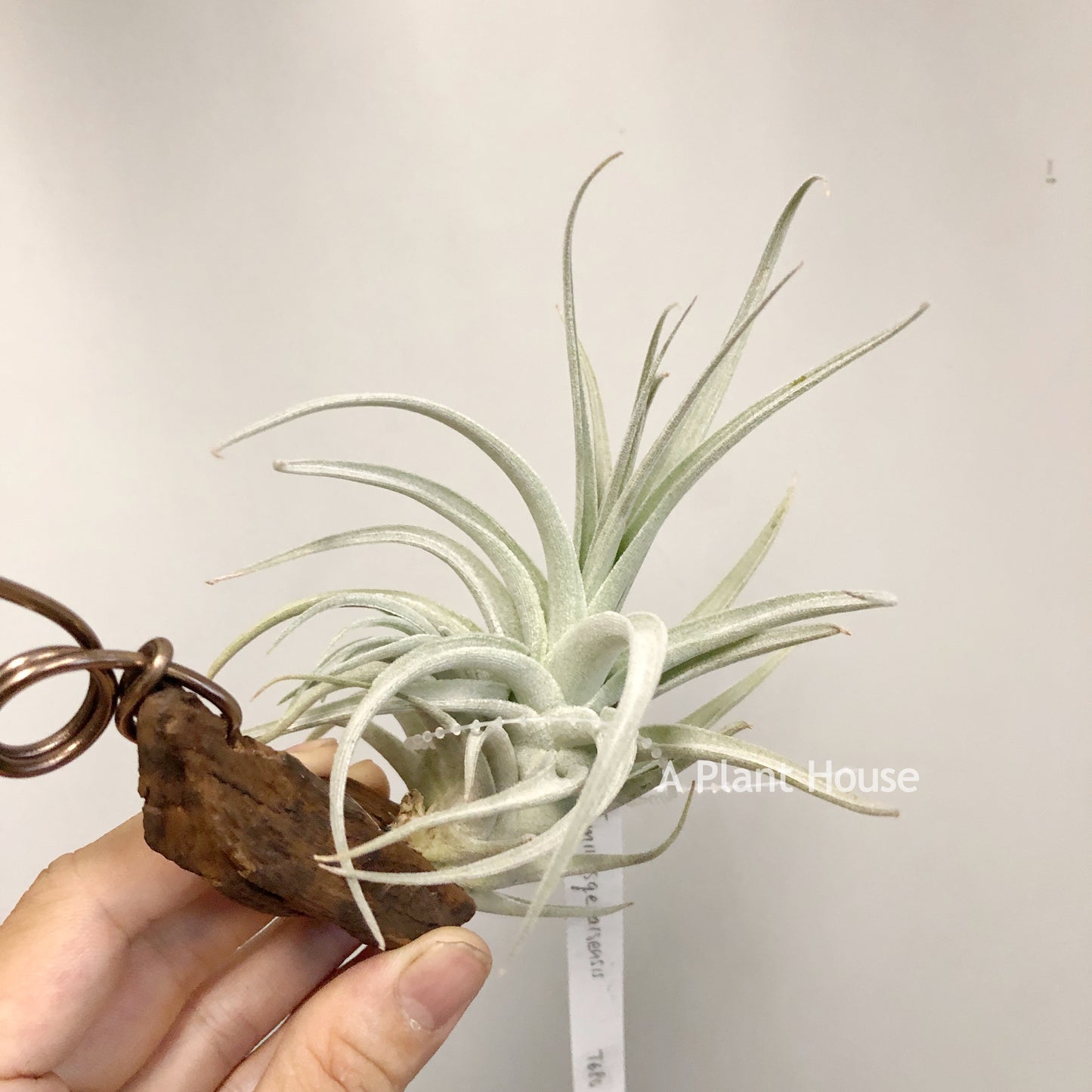 Tillandsia Minasgeraisensis