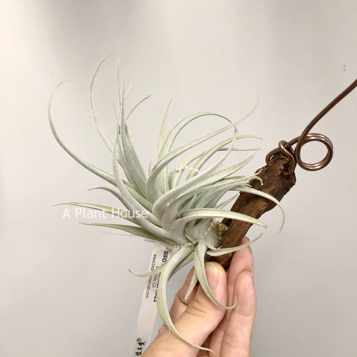 Tillandsia Minasgeraisensis