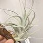 Tillandsia Minasgeraisensis