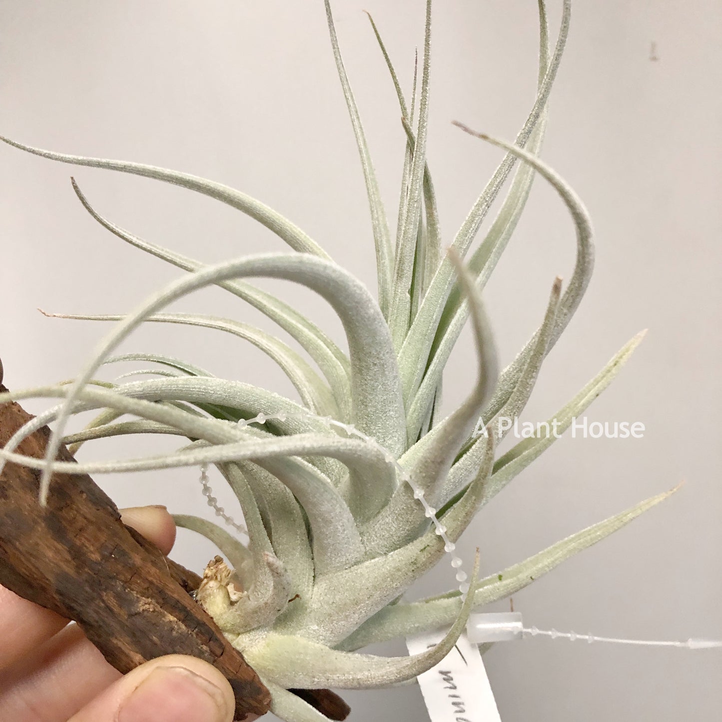 Tillandsia Minasgeraisensis