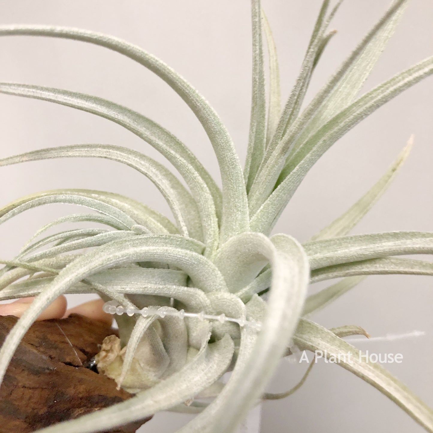 Tillandsia Minasgeraisensis