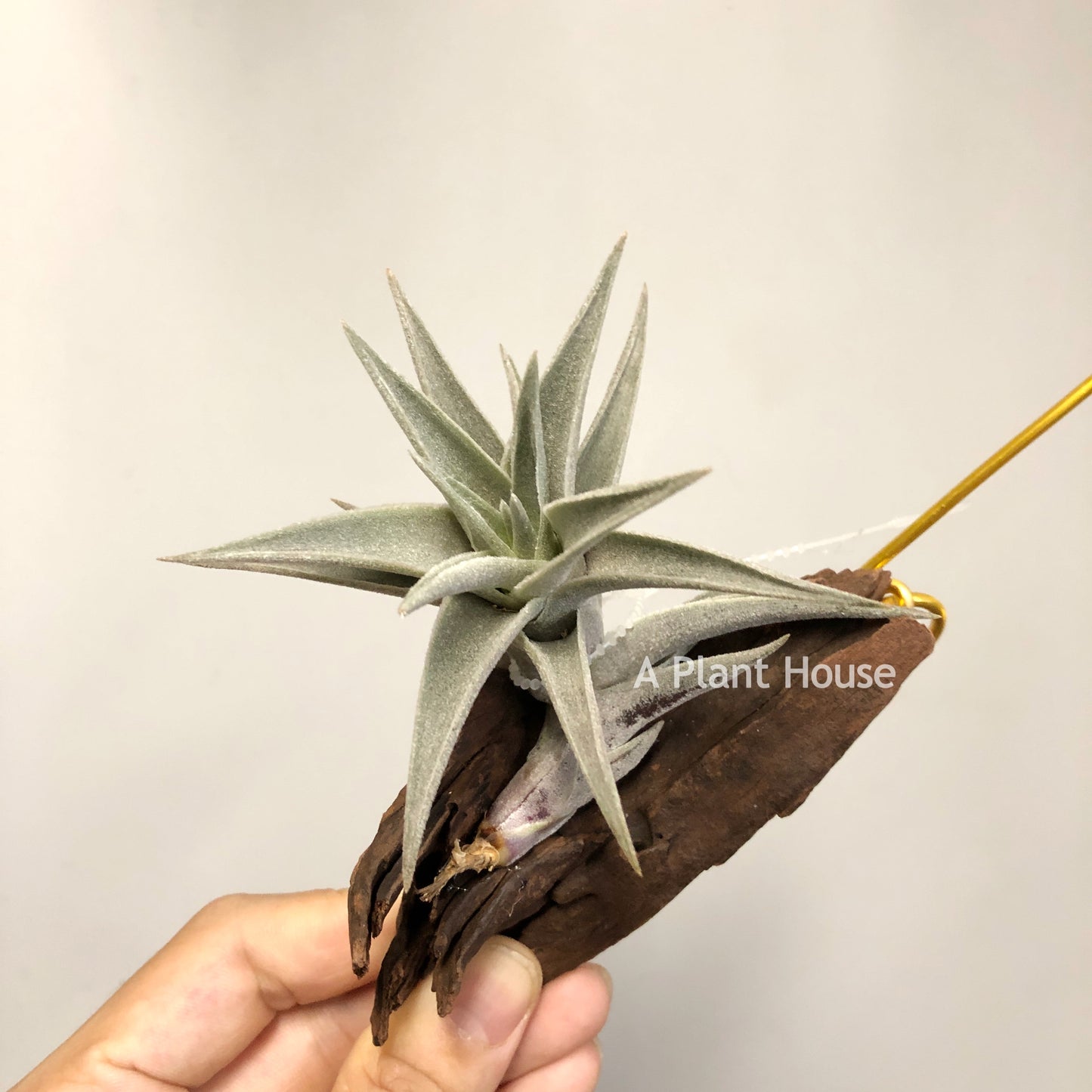 Tillandsia Edithae