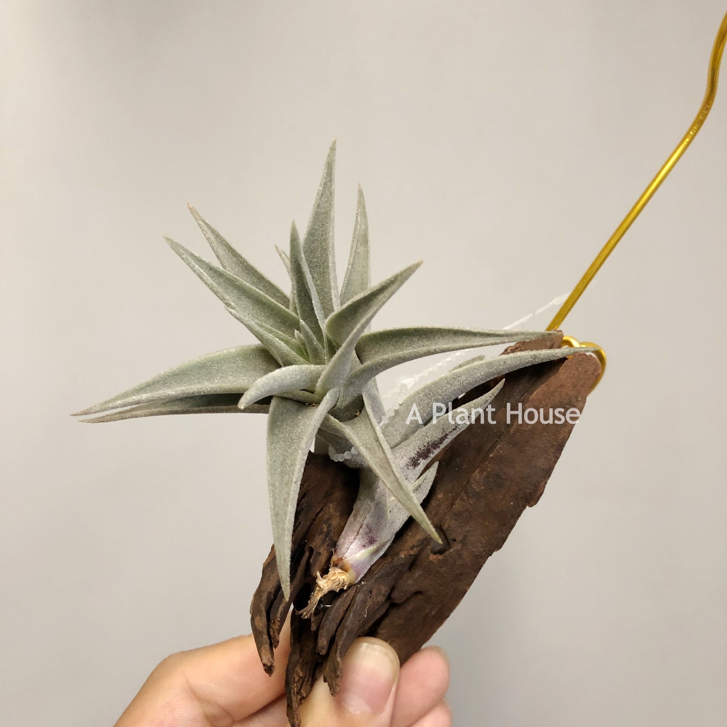 Tillandsia Edithae