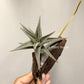 Tillandsia Edithae