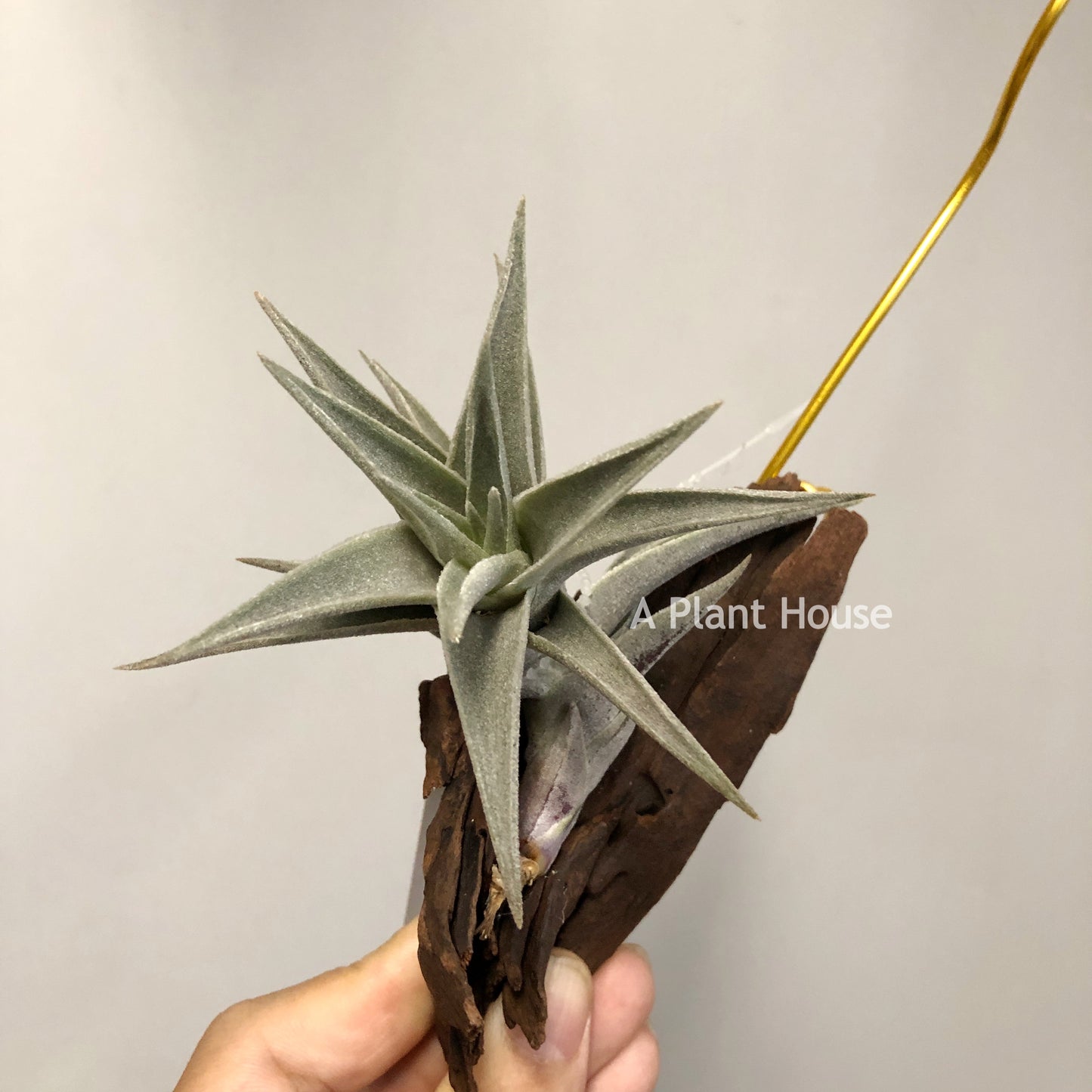 Tillandsia Edithae