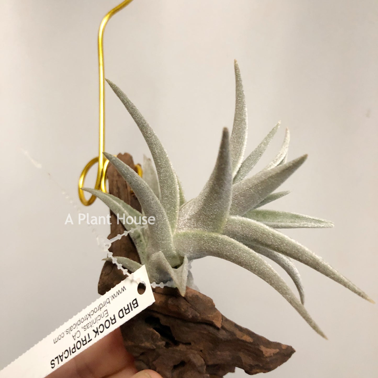 Tillandsia Edithae