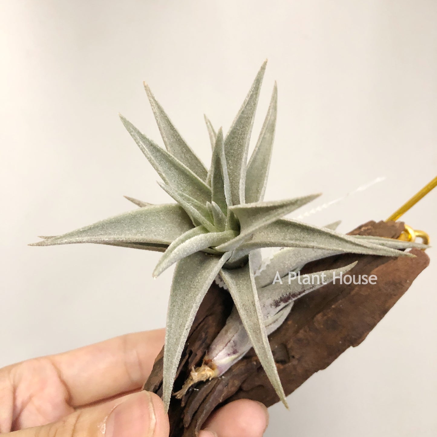 Tillandsia Edithae