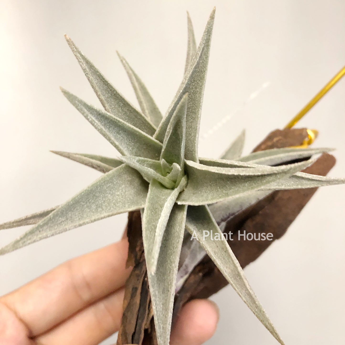 Tillandsia Edithae