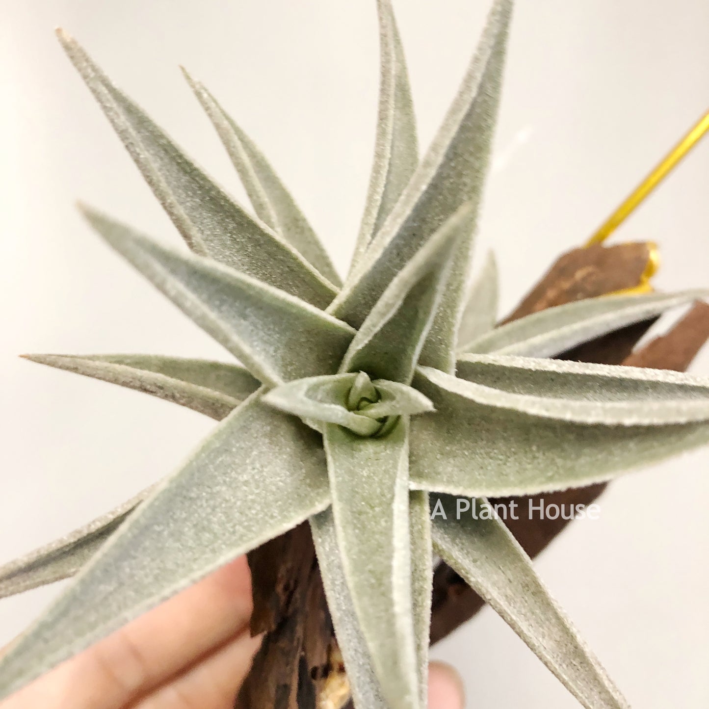 Tillandsia Edithae