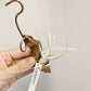 Tillandsia Glabrior