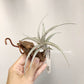 Tillandsia Muhriae X Edithae