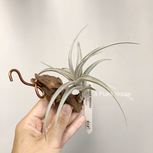 Tillandsia Muhriae X Edithae