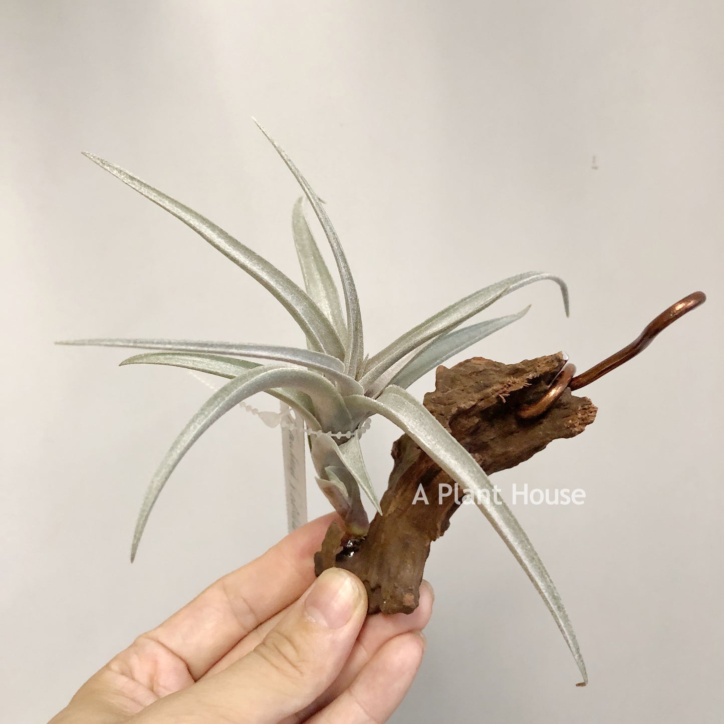 Tillandsia Muhriae X Edithae