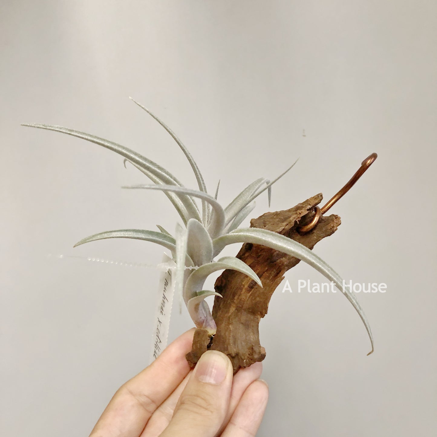 Tillandsia Muhriae X Edithae