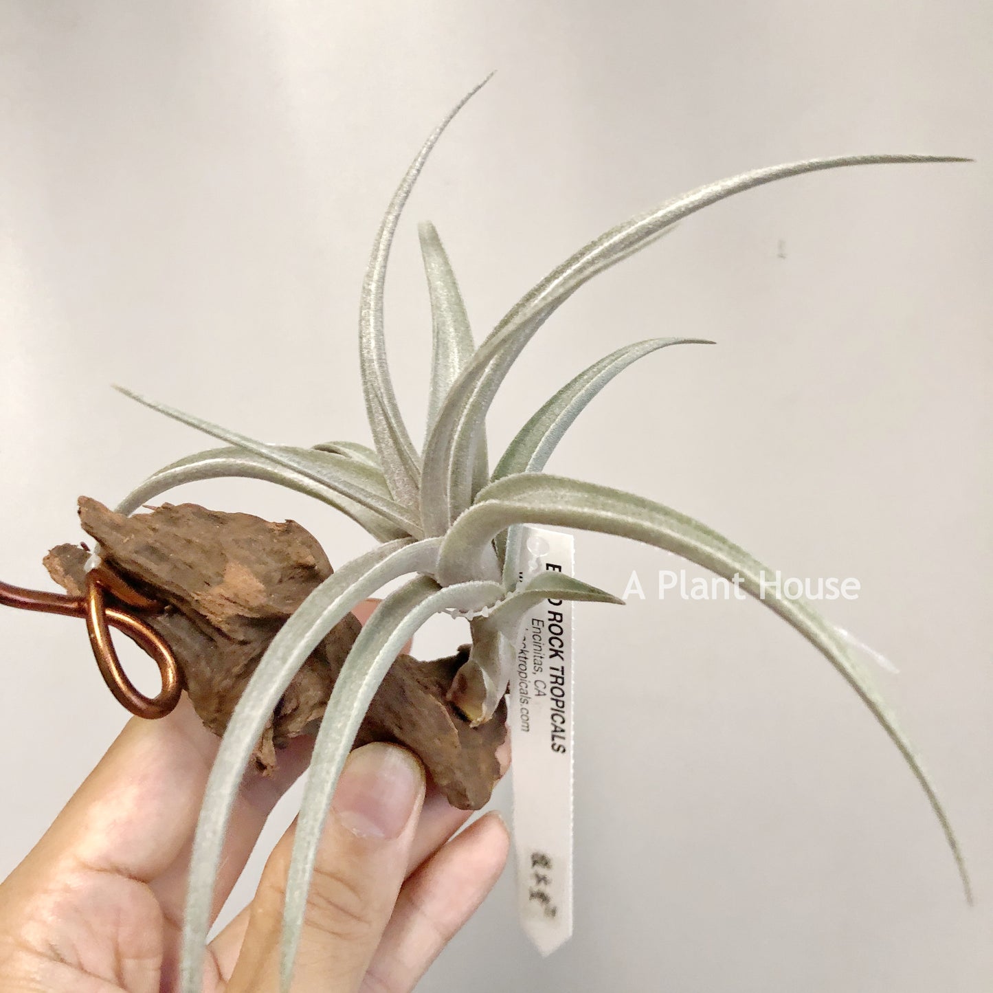 Tillandsia Muhriae X Edithae