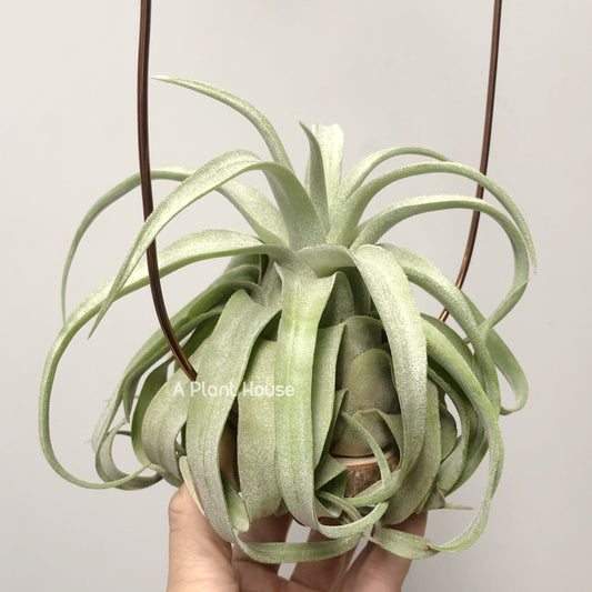 Tillandsia Streptophylla