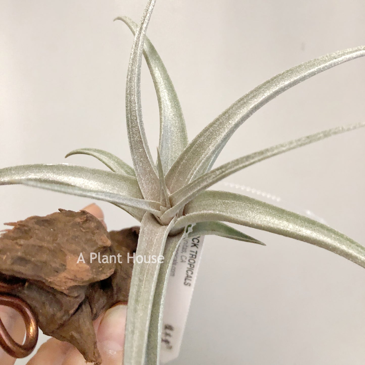 Tillandsia Muhriae X Edithae