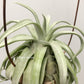 Tillandsia Streptophylla