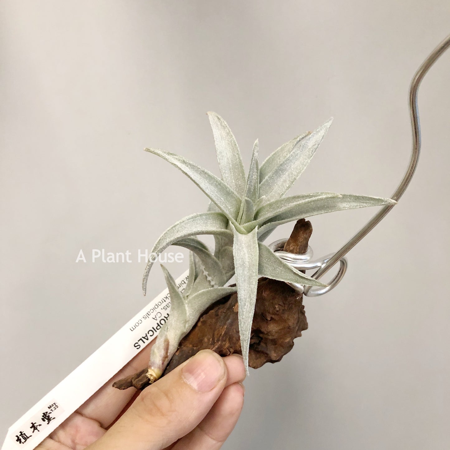 Tillandsia Edithae Silver Form