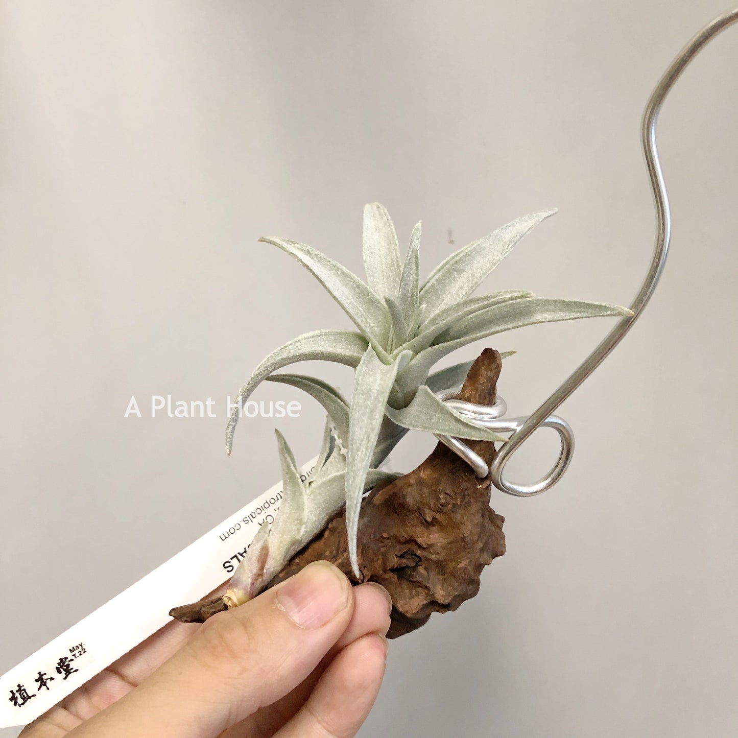 Tillandsia Edithae Silver Form