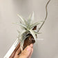 Tillandsia Edithae Silver Form