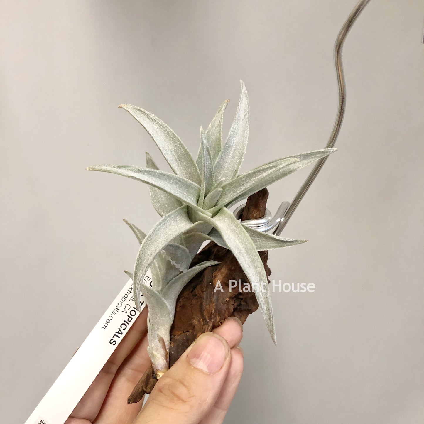 Tillandsia Edithae Silver Form