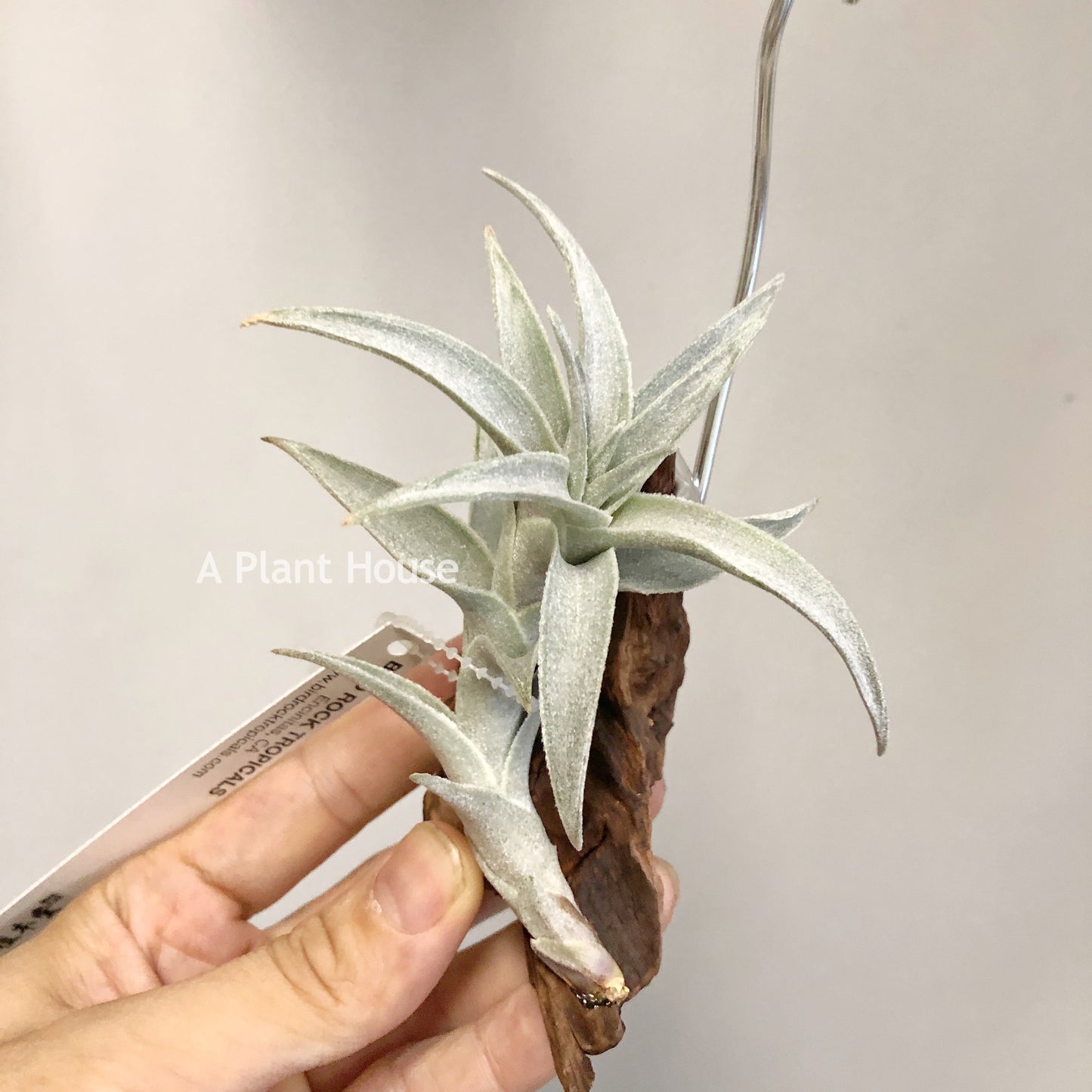 Tillandsia Edithae Silver Form