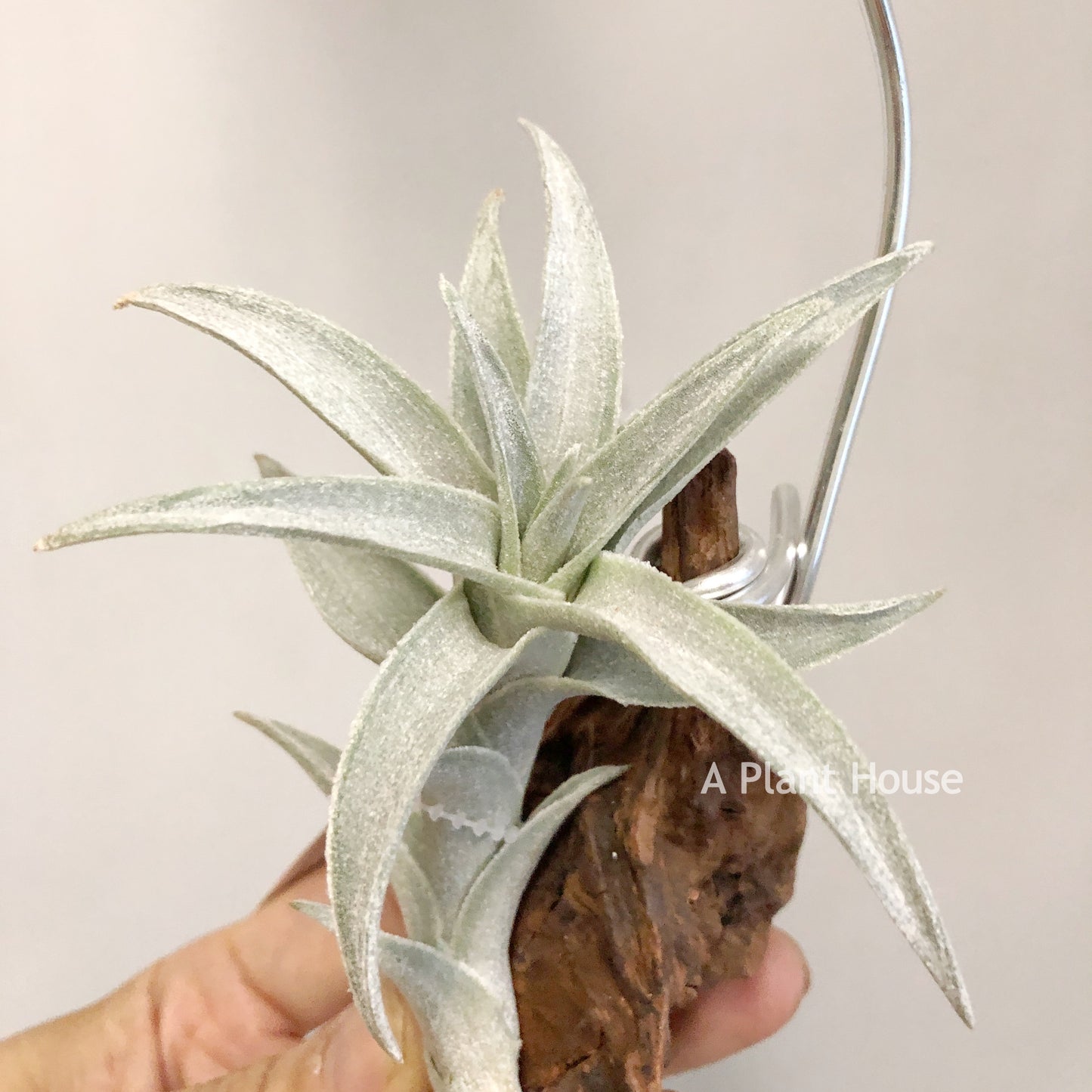 Tillandsia Edithae Silver Form