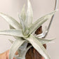 Tillandsia Edithae Silver Form