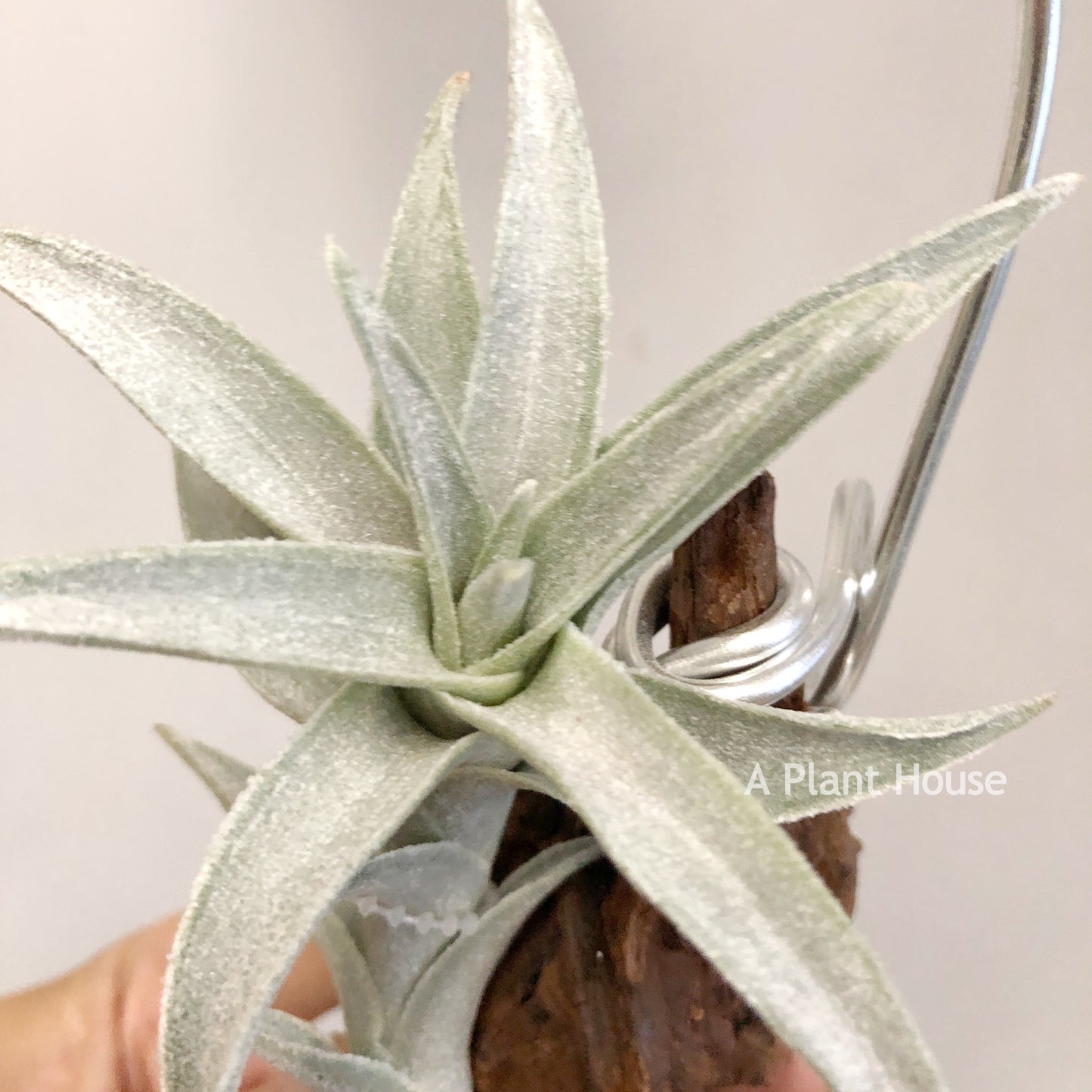 Tillandsia Edithae Silver Form