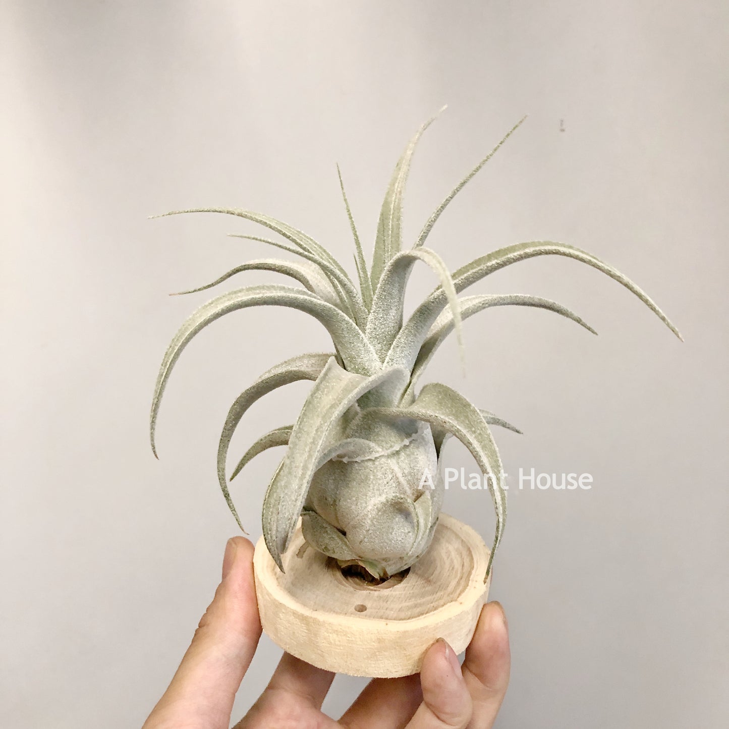 Tillandsia Lucille