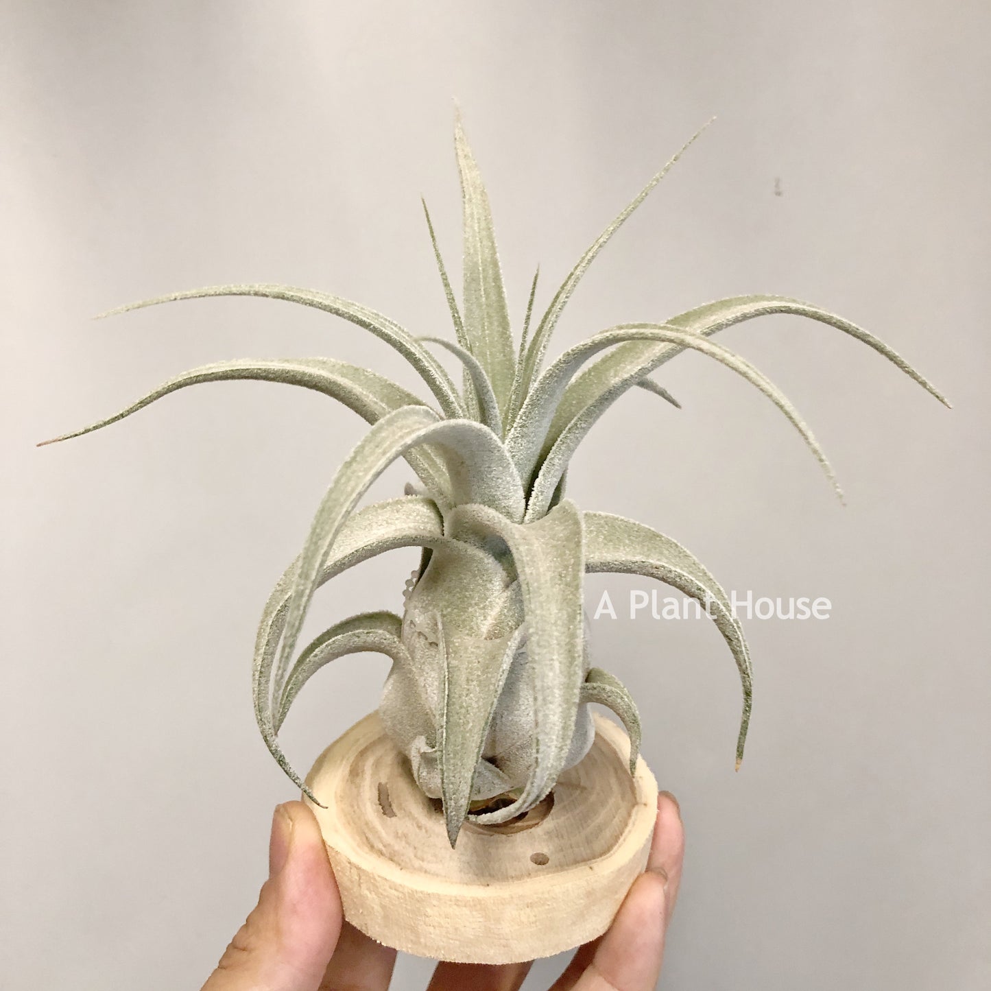 Tillandsia Lucille