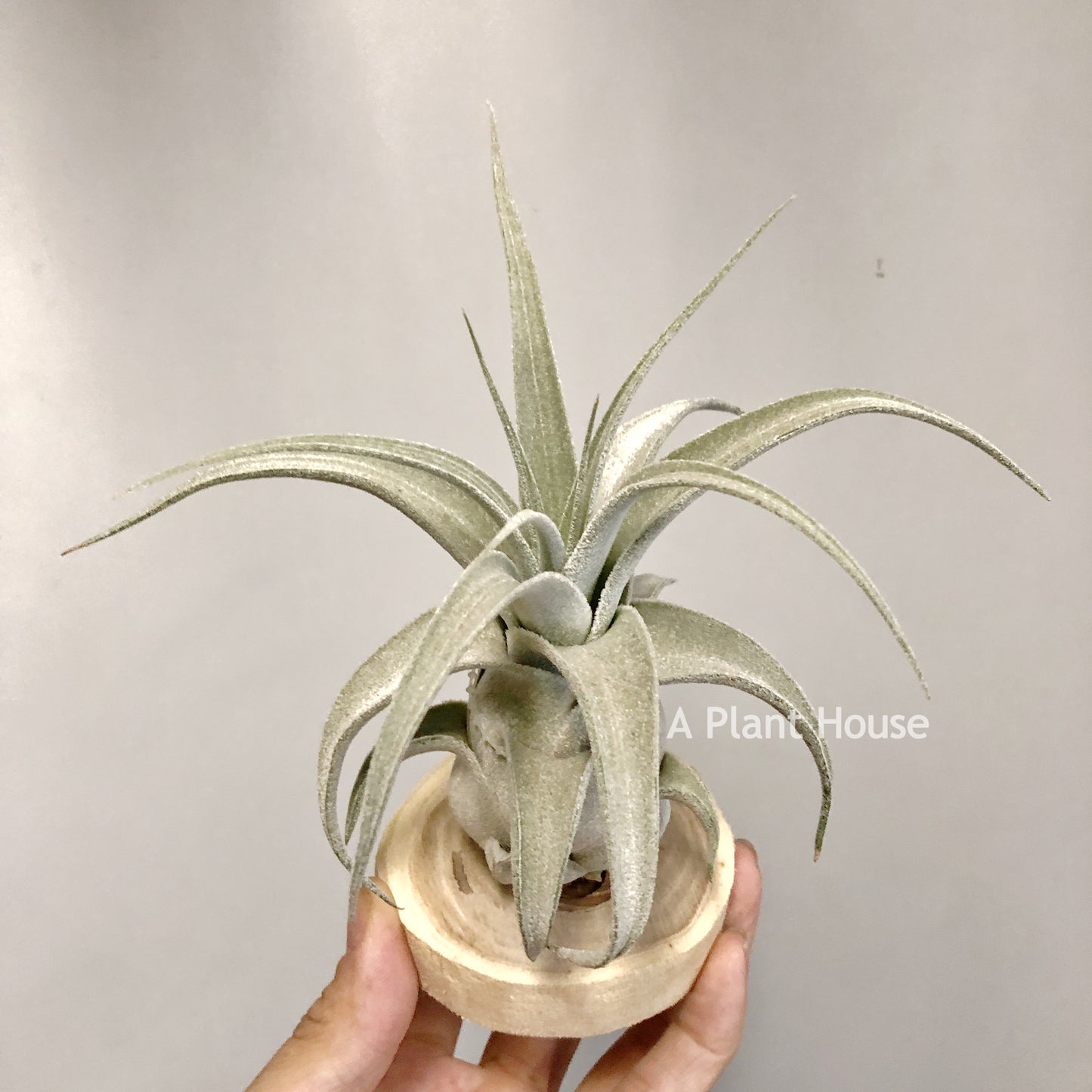 Tillandsia Lucille