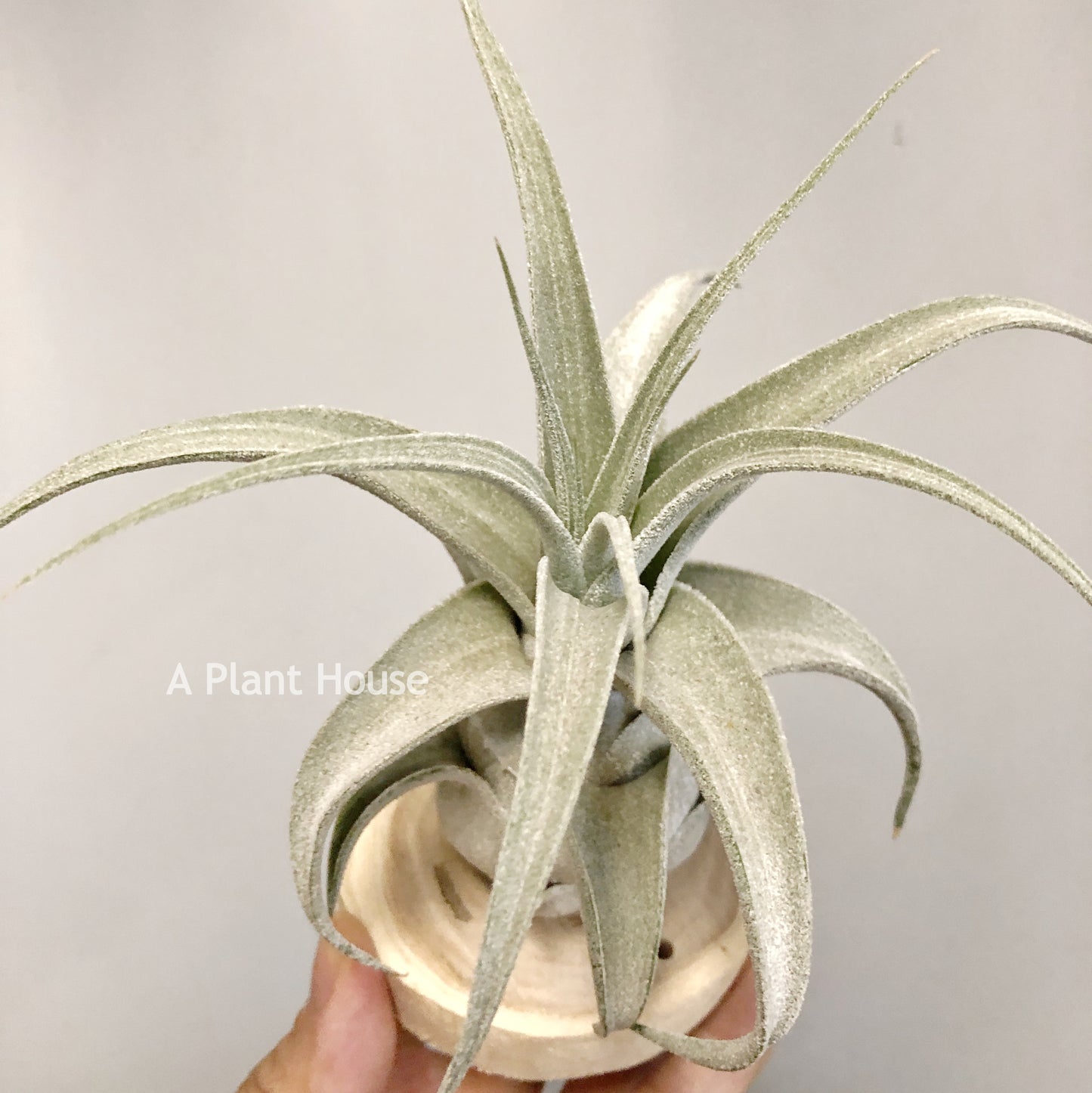 Tillandsia Lucille