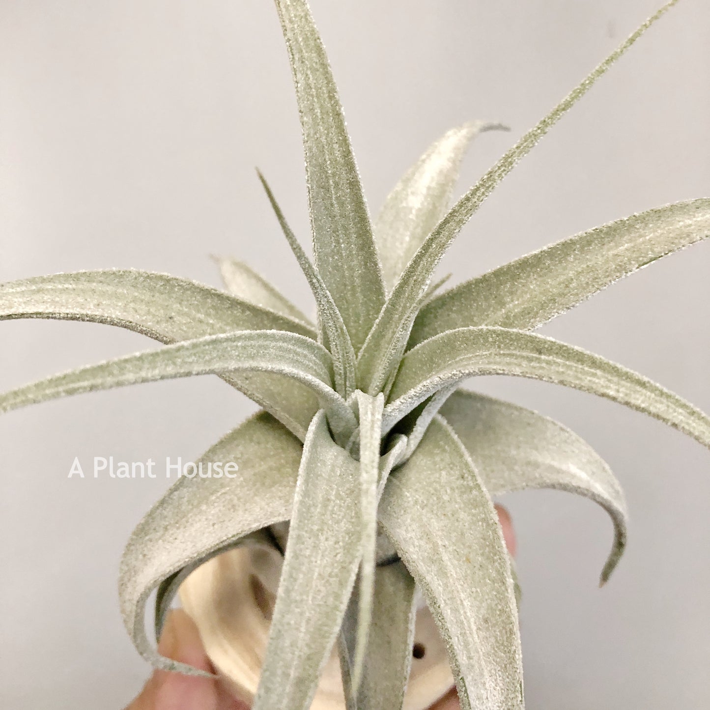 Tillandsia Lucille