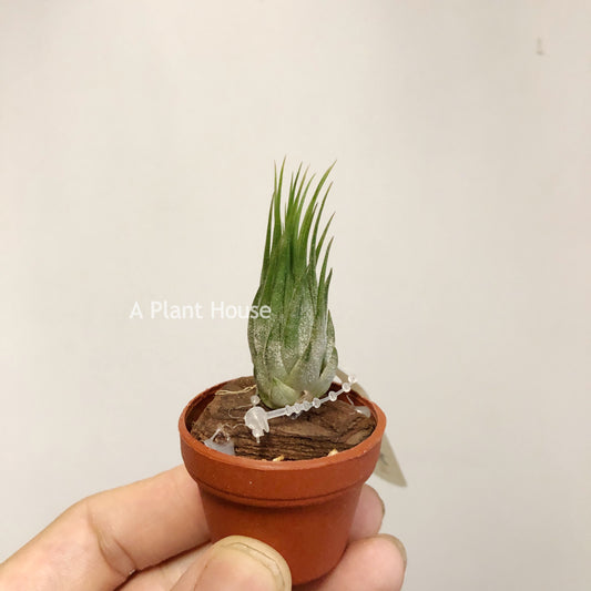 Tillandsia Ionantha Hazelenut