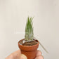 Tillandsia Ionantha Hazelenut
