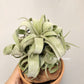 Tillandsia Streptophylla