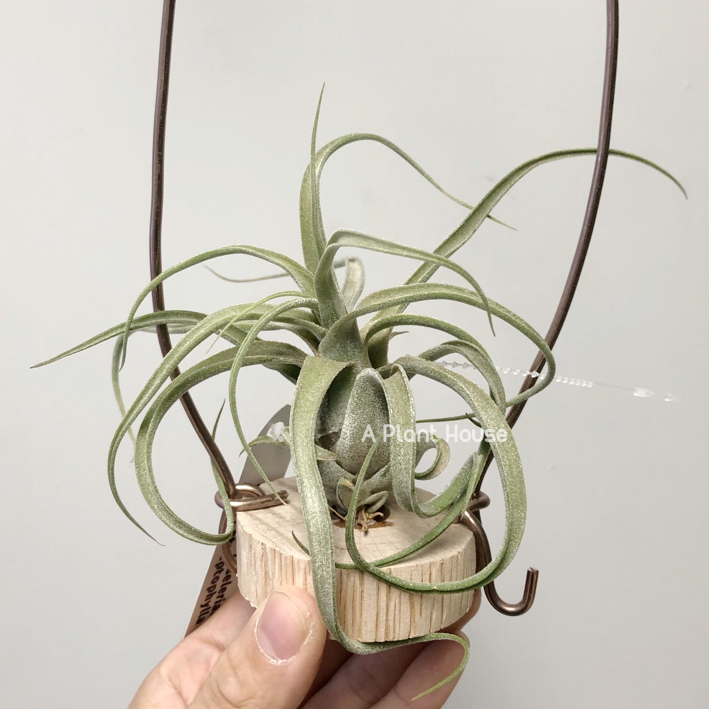 Tillandsia Seleriana x Streptophylla