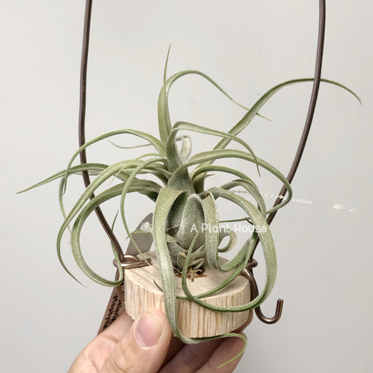 Tillandsia Seleriana x Streptophylla