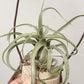 Tillandsia Seleriana x Streptophylla