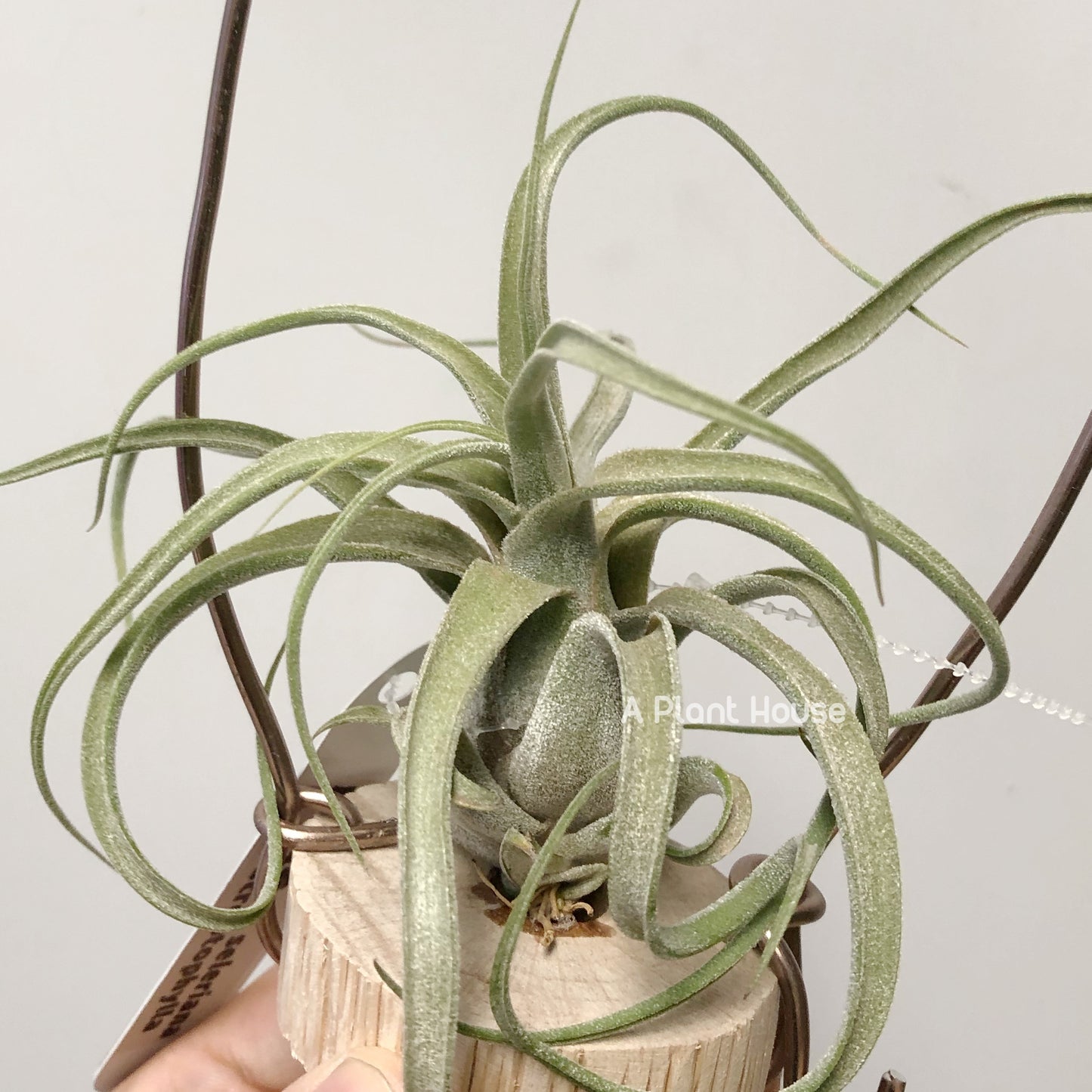 Tillandsia Seleriana x Streptophylla