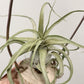 Tillandsia Seleriana x Streptophylla