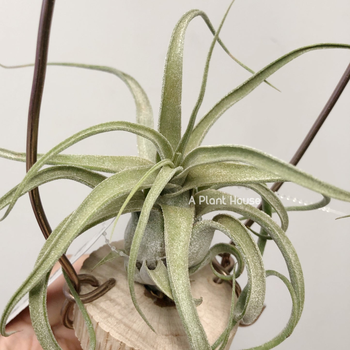 Tillandsia Seleriana x Streptophylla