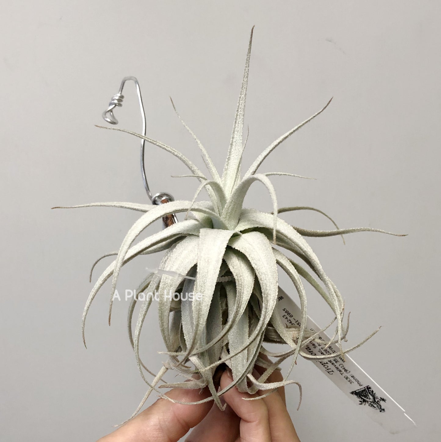 Tillandsia Gardneri v. Rupicola(Purple Form)