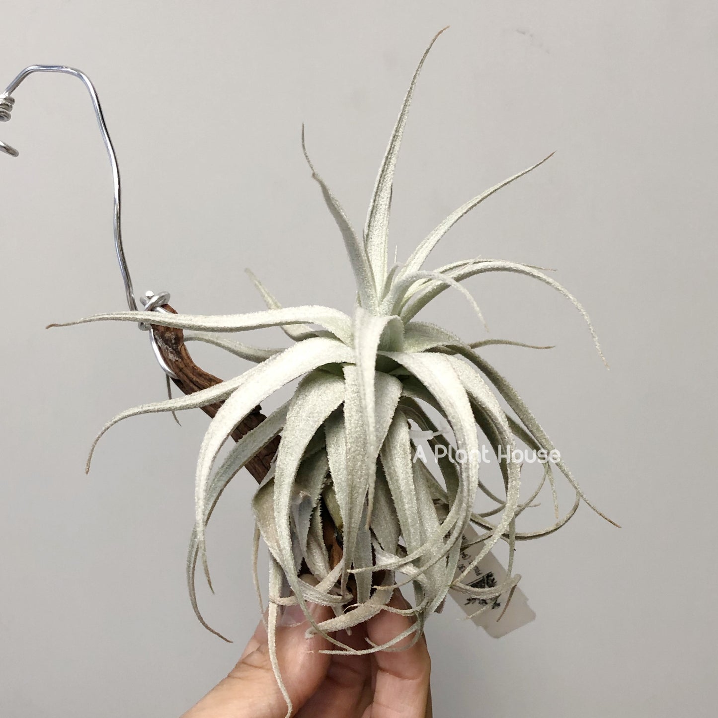 Tillandsia Gardneri v. Rupicola(Purple Form)